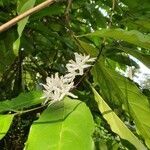 Coffea arabica flower picture by Marilyne Massart (cc-by-sa)