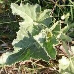 Ecballium elaterium leaf picture by Talbot Cyril (cc-by-sa)