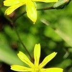 Lactuca muralis flower picture by Dieter Bausenwein (cc-by-sa)