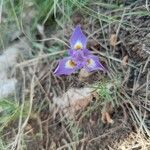 Moraea sisyrinchium flower picture by srmn (cc-by-sa)