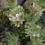 Astragalus sempervirens habit picture by Llandrich anna (cc-by-sa)