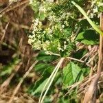 Galium mollugo habit picture by agathaha (cc-by-sa)