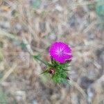 Dianthus balbisii flower picture by Botasy (cc-by-sa)