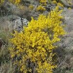 Genista scorpius habit picture by yisus (cc-by-sa)