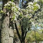 Pyrus communis habit picture by dale west (cc-by-sa)