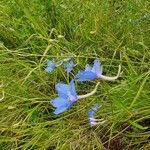 Delphinium leroyi flower picture by susan brown (cc-by-sa)