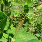 Aristolochia lutea flower picture by Emanuele Santarelli (cc-by-sa)