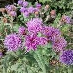 Vernonia missurica flower picture by Jeffrey Watson (cc-by-sa)