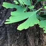 Ginkgo biloba leaf picture by Andrew DeCoste (cc-by-sa)