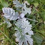 Senecio doria leaf picture by James Playford (cc-by-sa)