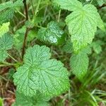 Rubus spectabilis leaf picture by Magnus Onu (cc-by-sa)