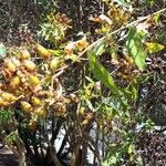 Hypericum canariense fruit picture by Felipe Socorro Santana (cc-by-sa)