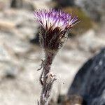 Oritrophium cocuyense flower picture by Fabien Anthelme (cc-by-sa)