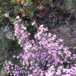 Erica umbellata flower picture by Marie France Petibon (cc-by-sa)