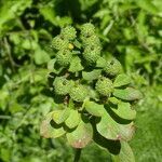 Euphorbia flavicoma fruit picture by Llandrich anna (cc-by-sa)