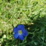 Linum alpinum flower picture by Florian Barrot (cc-by-sa)