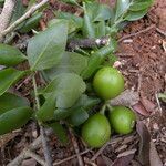 Agonandra macrocarpa fruit picture by Nelson Zamora Villalobos (cc-by-nc)