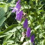 Campanula rapunculoides flower picture by Alain Lagrave (cc-by-sa)