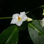 Lycianthes pauciflora flower picture by Nelson Zamora Villalobos (cc-by-nc)