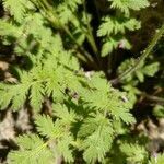 Erodium rupicola leaf picture by manuelmm (cc-by-sa)