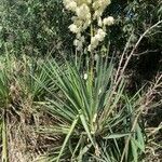 Yucca filamentosa habit picture by Clément Huguet (cc-by-sa)