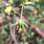 Pavonia sepium fruit picture by Trap Hers (cc-by-sa)