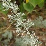 Artemisia austriaca leaf picture by Alexander Baransky (cc-by-sa)