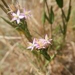 Centaurium tenuiflorum flower picture by Palmieri Nicola (cc-by-sa)