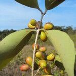 Eugenia astringens fruit picture by Renato Lima (cc-by-sa)