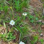 Ranunculus kuepferi flower picture by Aldo Gandin (cc-by-sa)