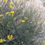 Coronilla juncea habit picture by llinares J (cc-by-sa)