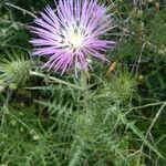 Galactites tomentosus fruit picture by Zugna Fulvio (cc-by-sa)