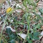 Crepis bursifolia habit picture by Didier Sebbah (cc-by-sa)