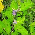 Solanum subinerme habit picture by Denis Bastianelli (cc-by-sa)