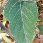 Datura innoxia leaf picture by christophe gorla (cc-by-sa)