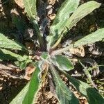 Plantago lagopus leaf picture by Julia Agziou (cc-by-sa)