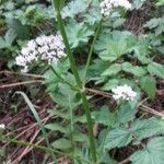 Pimpinella major habit picture by Virginia (cc-by-sa)