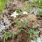 Coptis trifolia habit picture by Bianca Legault (cc-by-sa)