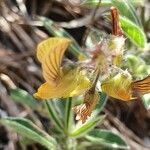 Crotalaria uguenensis flower picture by susan brown (cc-by-sa)