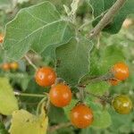 Solanum incanum fruit picture by rakshith pawar (cc-by-sa)