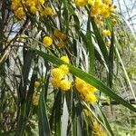 Acacia saligna flower picture by Paolillo (cc-by-sa)