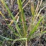 Iris missouriensis leaf picture by Joseph Littlehorn (cc-by-sa)