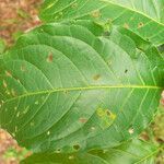 Solanum leucocarpon leaf picture by R. Tournebize (cc-by-sa)