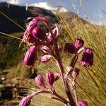 Senecio roseus flower picture by Fabien Anthelme (cc-by-sa)