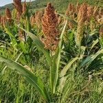 Sorghum bicolor habit picture by Evert Vaartjes (cc-by-sa)