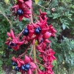 Clerodendrum indicum fruit picture by Shea EmerD (cc-by-sa)