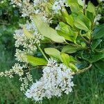 Ligustrum japonicum flower picture by Gemechu Wirtu (cc-by-sa)