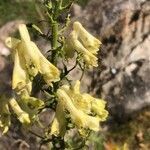 Aconitum vulparia flower picture by Diego Alex (cc-by-sa)