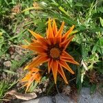 Gazania linearis flower picture by Sophia B (cc-by-sa)