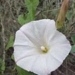 Calystegia sepium flower picture by David David shields (cc-by-sa)